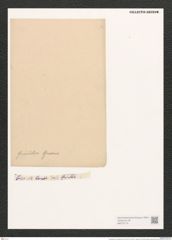 Campylodiscus undulatus Grev. (de-Toni-Nr.: Genus 57, Species 2447) Zeichnungen Sammlung Grunow (NHMW-BOT-W0373119)